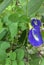 Beautiful Clitoria ternatea Creepers With Flowers.