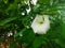 Beautiful Clitoria ternatea flower is blooming