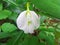 Beautiful Clitoria ternatea flower is blooming