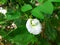 Beautiful Clitoria ternatea flower is blooming