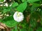 Beautiful Clitoria ternatea flower is blooming