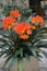 Beautiful clivia miniata or natal lily flowering in a big plant pot