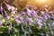 Beautiful close-up autumn floral abstract landscape background with wild meadow grass and hosta plantain lily flowers in