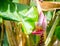 Beautiful close up of blooming Pink banana flower Musa Velutina in a tropical botanical garden.