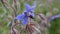 Beautiful close-up of a borage flower