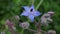 Beautiful close-up of a borage flower