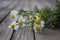 The Beautiful Close up   Branch Of Chamomile With Flowers On The Wopden Table