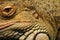 A beautiful close-up of a brown iguana