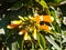 A beautiful close up of a bunch of flowering buds and yellow flowers with green leaves