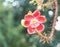 Beautiful close-up of Cannonball flowers, Couroupita guianensis.