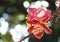 Beautiful close-up of Cannonball flowers, Couroupita guianensis.