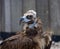 Beautiful close-up of the Cinereous vulture