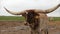 Beautiful close up clip of a Texas Longhorn beef cattle cow in the pasture, staring at the camera, then walking away slowly