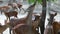 Beautiful Close up of deer`s head. in zoo