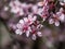 Beautiful close-up of delicate pink blooming flowers of Sargent`s cherry or North Japanese hill cherry Cerasus sargentii Rehder