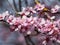 Beautiful close-up of delicate pink blooming flowers of Sargent`s cherry or North Japanese hill cherry Cerasus sargentii Rehder