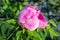 Beautiful close-up detail above view of big red pink peony rose bush wet with dew or rain drops blossoming at backyard