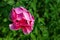 Beautiful close-up detail above view of big red pink peony rose bush wet with dew or rain drops blossoming at backyard