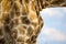 Beautiful close up of the distinctive coat pattern of an African Giraffe