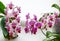 Beautiful close-up double color mini orchids Brother Pico Sweetheart in right and left and purple mini orchids Sogo Vivien flowers