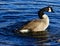 Beautiful close-up of the expressive goose swimming