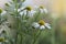 The Beautiful Close up  Flowers Of Chamomile And Capsella Brusa Posteris , Shepherd Purse With Water Drops