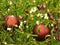 Beautiful close-up fresh mistletoe red balls green background