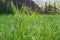 Beautiful close up of green rice plants with dew drops in an organic agricultural field of south India , Asia