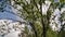 Beautiful close-up of green tree leaves. they`re swaying in the wind