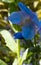 Beautiful close up of Himalayan Blue Poppy