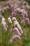 Beautiful close up image of Cornamental grass Lilac Suffling Squirrel Sanguisorba Hakusanensis in English country garden landscape