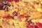 Beautiful close up image shot with colorful yellow red dry autumn fall maple leaves, bucket with pumpkin pods and pine cone