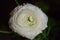 Beautiful close-up image of white Ranunculus flower in bloom. Ranunculus asiaticus, full frame, petals