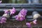 Beautiful close-up of a impatiens purple flowers