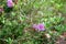 Beautiful close-up of a impatiens purple flowers