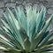 Beautiful close up of a large Aloe Vera plant
