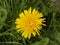 Beautiful close up of large yellow dandelion summer flower bloom