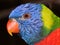 A beautiful close-up of a Lori parrot