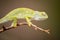 A beautiful close up macro photograph of a watchful green chameleon