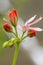 Beautiful Close-up Macro Shot of Pelargonium or Garden Geranium Flowers of Dream Lover Sort