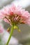 Beautiful Close-up Macro Shot of Pelargonium or Garden Geranium Flowers of Dream Lover Sort