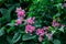 Beautiful close up Mexican creeper flower in the garden.Antigonon leptopus, commonly known as coral vine, Coralita or San Miguelit