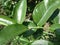 A beautiful close up of natural seasonal green leaved branch of a lemon tree