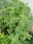 A beautiful close up of natural seasonal green leaves of a herbal sweetener plant of stevia