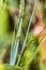 Beautiful close-up nature with green-azure dragonfly Arrow Southern Coenagrion mercuriale