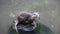 Beautiful Close up oCute close up portrait of an Asian or Oriental small clawed otter Aonyx cinerea with ouf deer`s head. in zoo