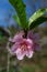 Beautiful close up of peach blossoms