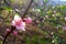 Beautiful close up of peach blossoms