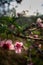 Beautiful close up of peach blossoms and a bee