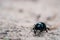 Beautiful close up photo of the black-colored beetle Geotrupes stercorarius